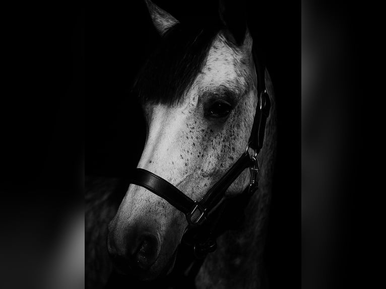 Cheval de sport hongrois Jument 9 Ans 137 cm Gris pommelé in Warburg