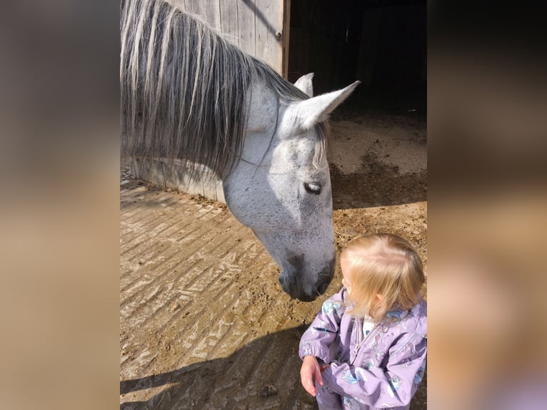 Cheval de sport hongrois Croisé Jument 9 Ans 150 cm Gris pommelé in Schärding Vorstadt