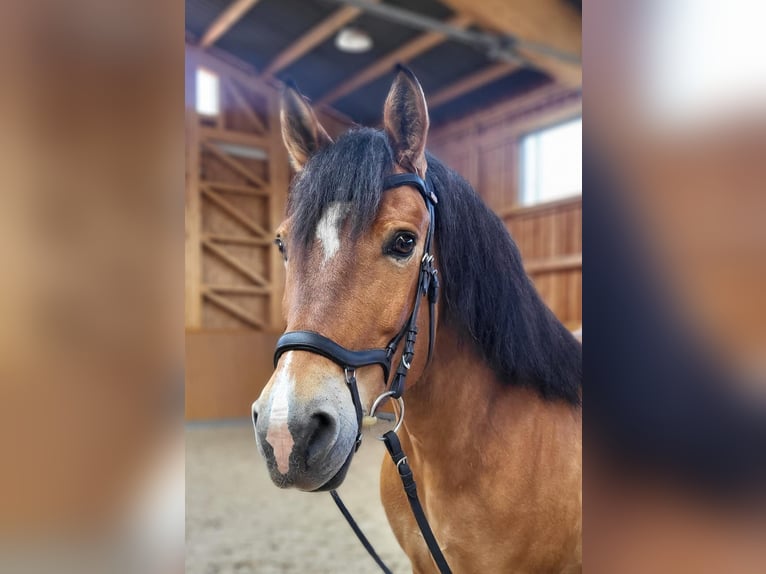 Cheval de sport hongrois Jument 9 Ans 153 cm  in Sankt Wendel