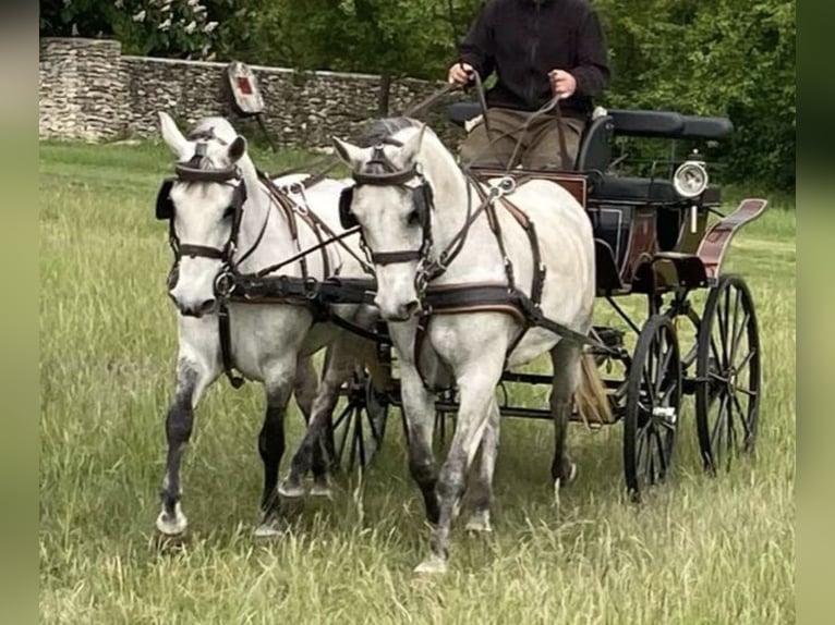 Cheval de sport hongrois Jument 9 Ans 153 cm Gris in Tass