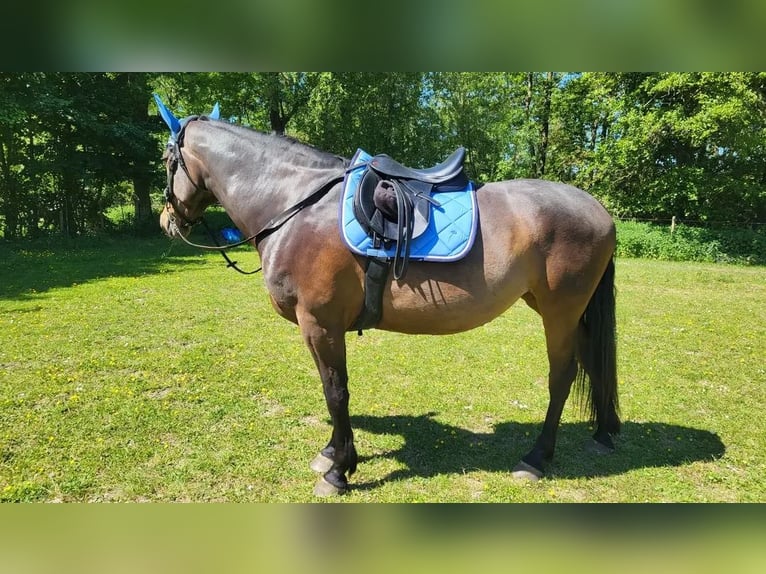 Cheval de sport hongrois Jument 9 Ans 156 cm Bai brun in Zwolle