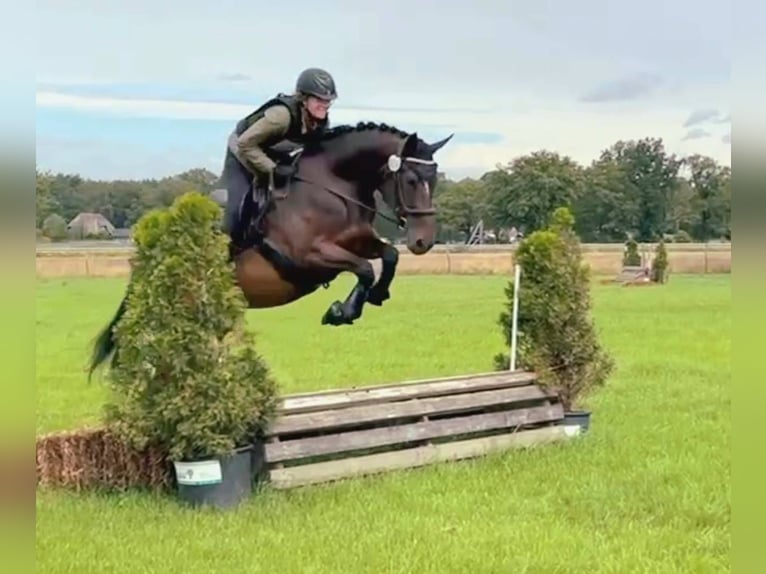 Cheval de sport hongrois Jument 9 Ans 160 cm Bai brun in Zwolle