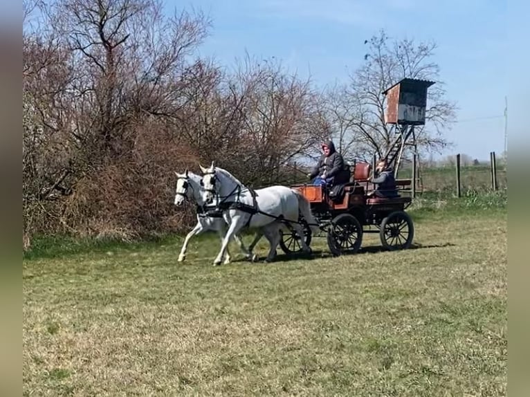 Cheval de sport hongrois Jument 9 Ans 160 cm Blanc in Tass