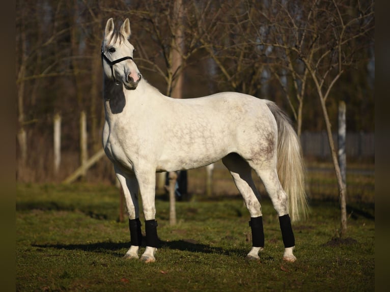 Cheval de sport hongrois Jument 9 Ans 161 cm Blanc in Kecskemét