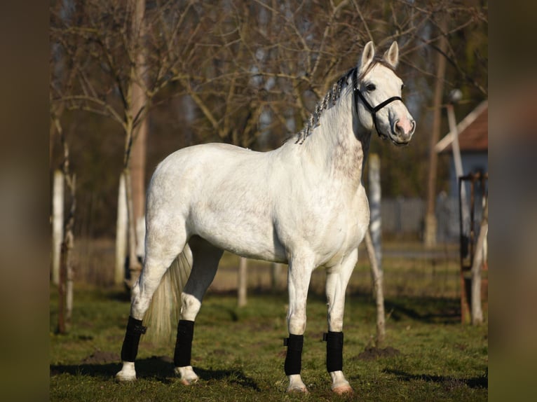 Cheval de sport hongrois Jument 9 Ans 161 cm Blanc in Kecskemét