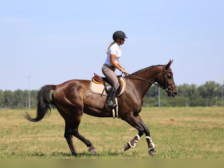 Cheval de sport hongrois Jument 9 Ans 164 cm Bai brun in Gönyű