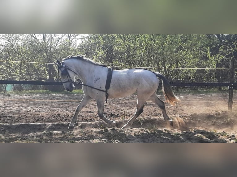 Cheval de sport hongrois Jument 9 Ans 165 cm Gris in Tass