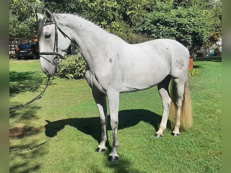 Cheval de sport hongrois Jument 9 Ans 165 cm Gris in Tass