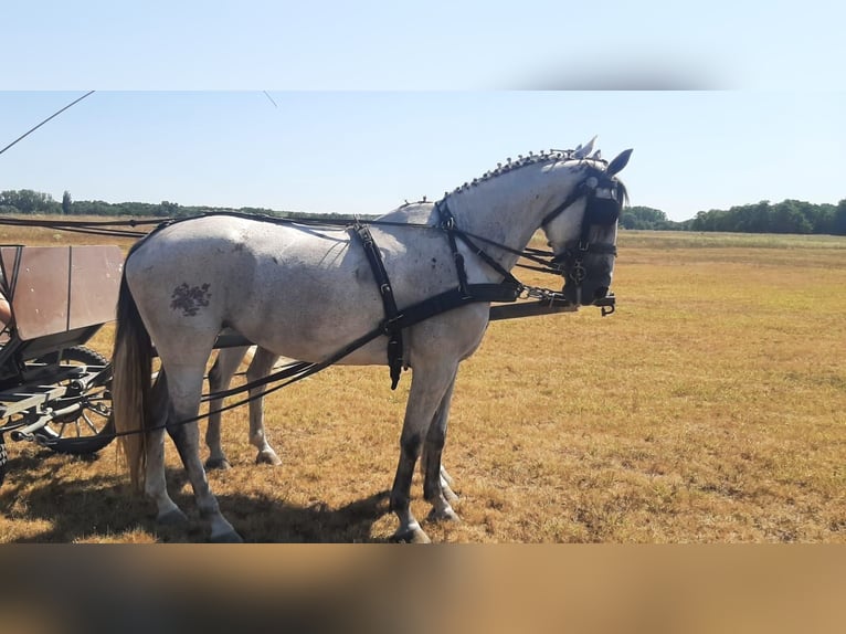 Cheval de sport hongrois Jument 9 Ans 165 cm Gris in Tass