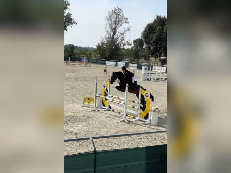 Cheval de sport hongrois Jument 9 Ans 168 cm Bai brun in Miskolc