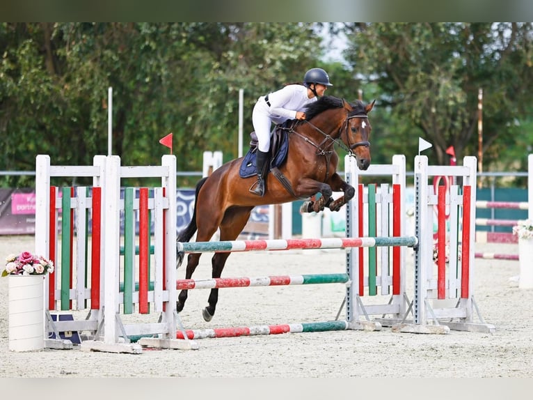 Cheval de sport hongrois Jument 9 Ans 168 cm Bai brun in Miskolc