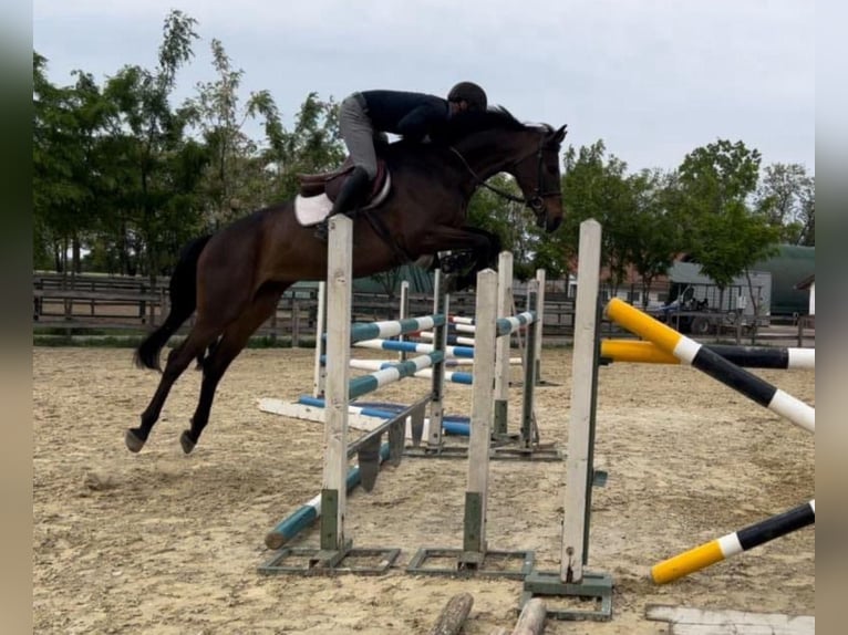 Cheval de sport hongrois Jument 9 Ans 168 cm Bai brun in Miskolc