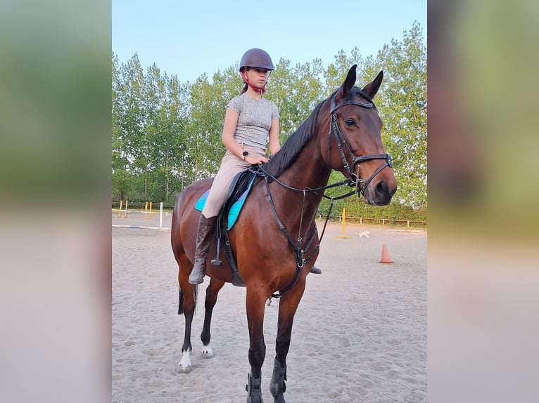 Cheval de sport hongrois Jument 9 Ans 174 cm Bai clair in Kecskemét