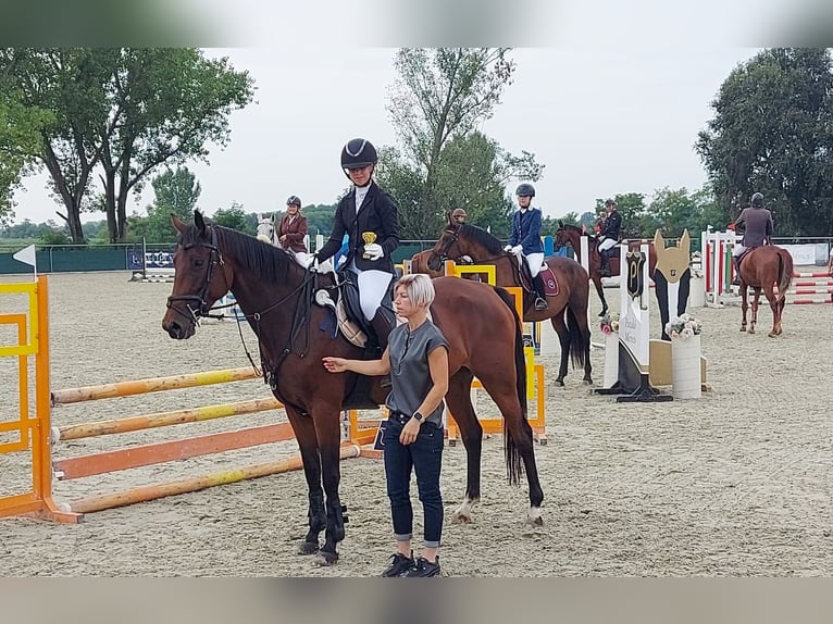 Cheval de sport hongrois Jument 9 Ans 174 cm Bai clair in Kecskem&#xE9;t