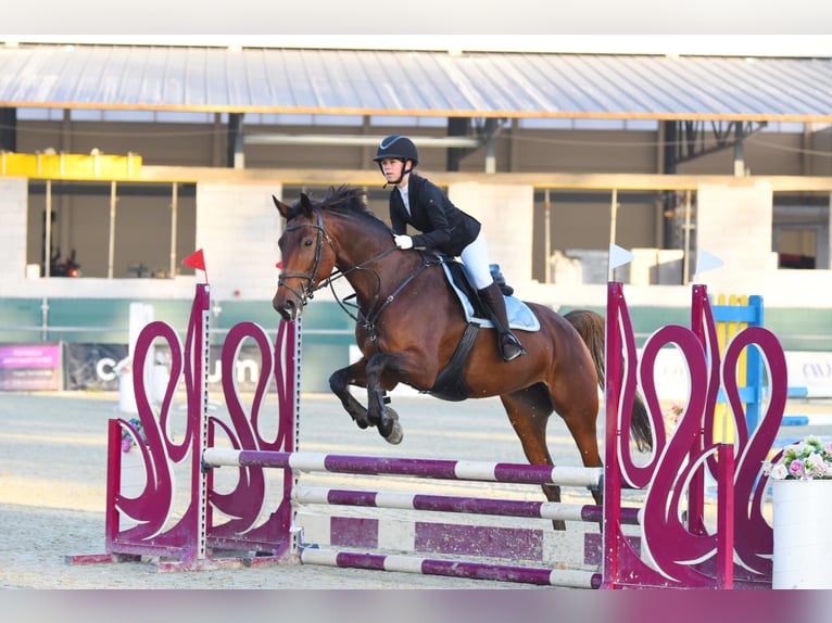 Cheval de sport hongrois Jument 9 Ans 174 cm Bai clair in Kecskem&#xE9;t