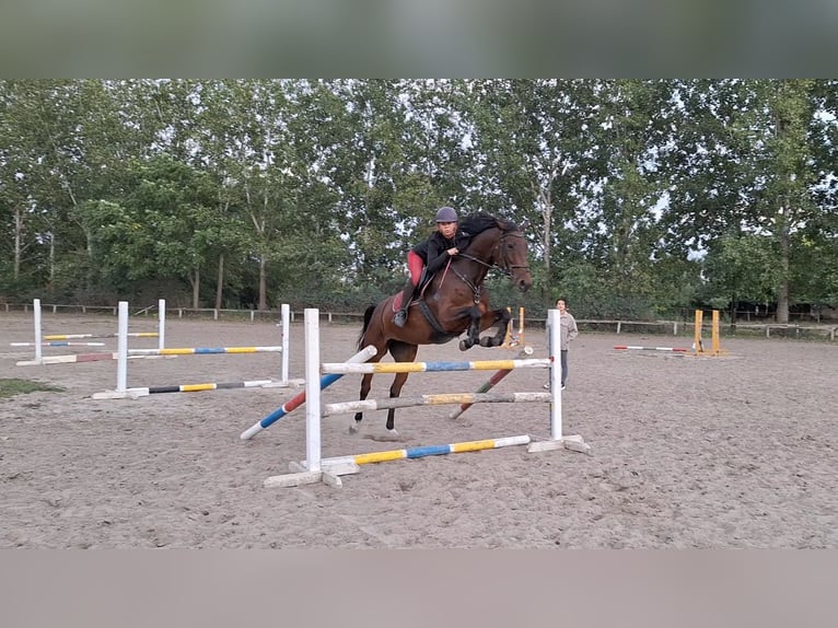 Cheval de sport hongrois Jument 9 Ans 174 cm Bai clair in Kecskemét