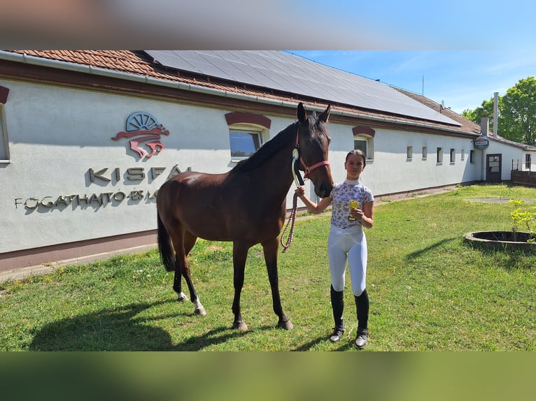 Cheval de sport hongrois Jument 9 Ans 174 cm Bai clair in Kecskem&#xE9;t