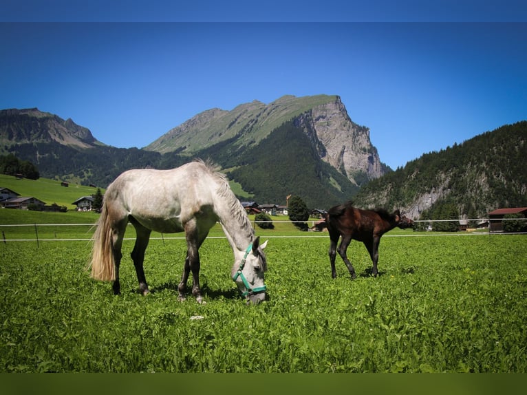 Cheval de sport hongrois Jument 9 Ans 177 cm Gris pommelé in Au