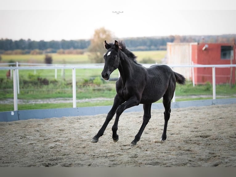 Cheval de sport hongrois Jument Poulain (03/2024) 130 cm Gris in Zalakomár