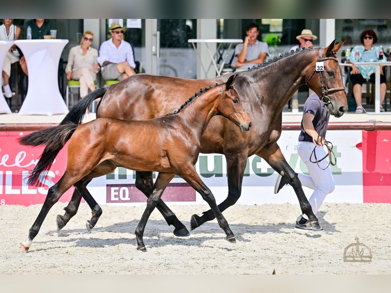 Cheval de sport hongrois Jument Poulain (04/2025) Bai cerise in S&#xFA;r