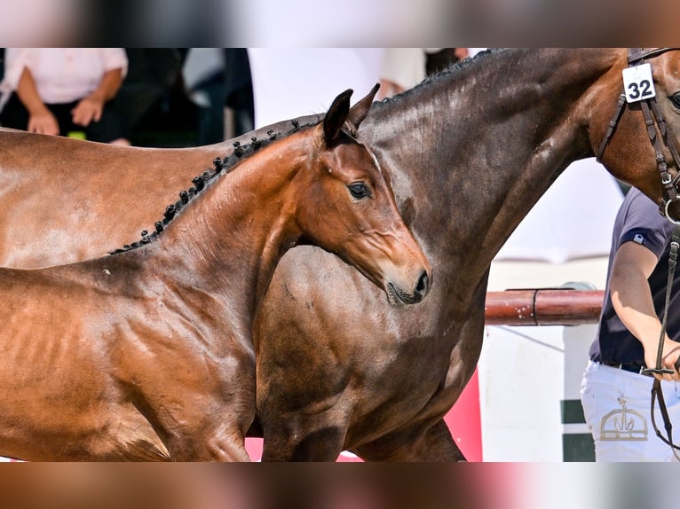 Cheval de sport hongrois Jument Poulain (04/2025) Bai cerise in S&#xFA;r
