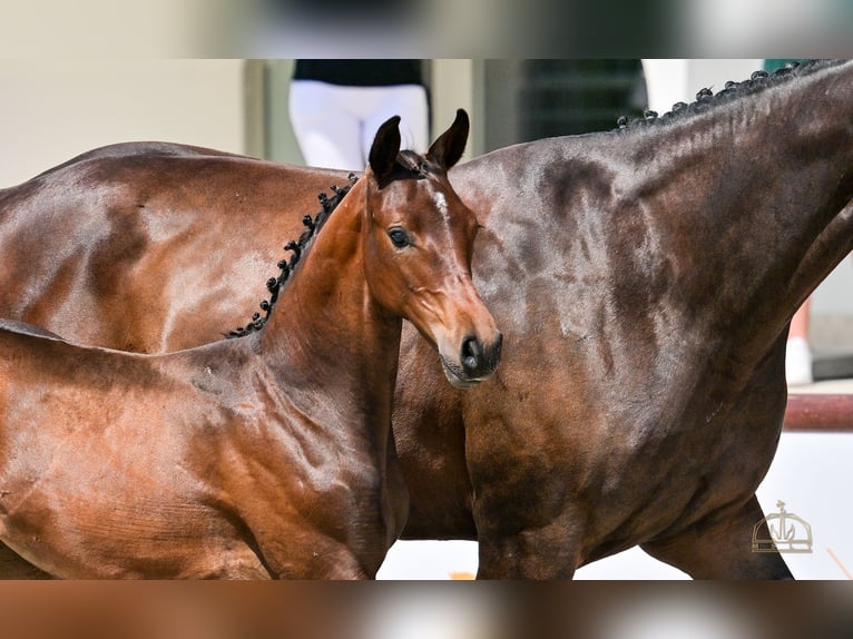 Cheval de sport hongrois Jument Poulain (04/2025) Bai cerise in S&#xFA;r