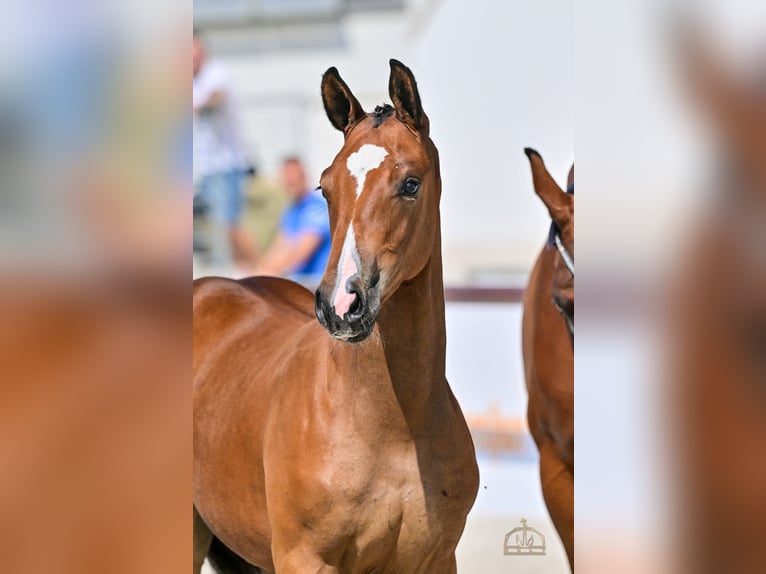 Cheval de sport hongrois Jument Poulain (05/2025) Bai cerise in Karcag