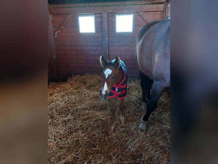 Cheval de sport hongrois Jument Poulain (04/2025) Bai cerise in Karcag Cheval de sport hongrois Jument Poulain (04/2025) Bai cerise in Karcag