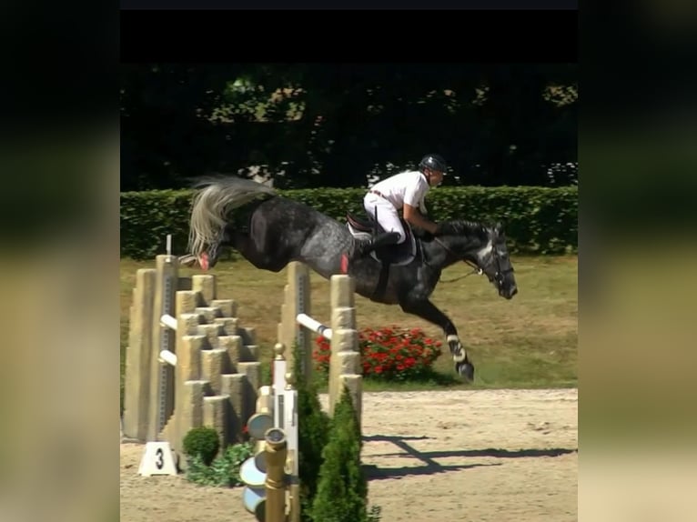 Cheval de sport irlandais Étalon 11 Ans 168 cm Gris in Galway