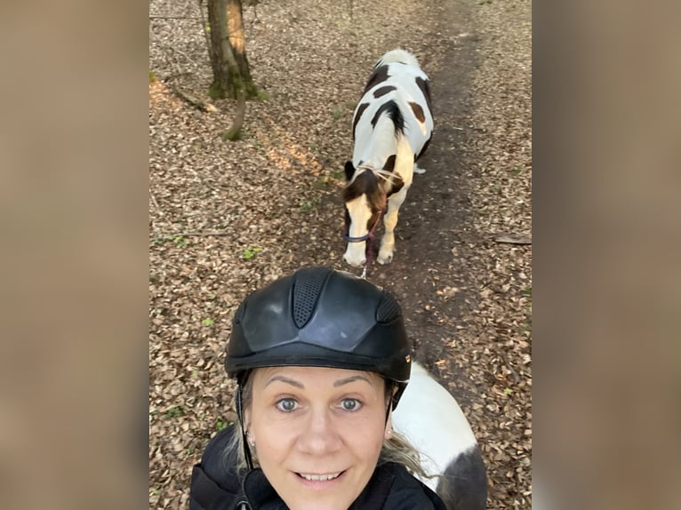 Cheval de sport irlandais Étalon 18 Ans 153 cm Pinto in Stutensee