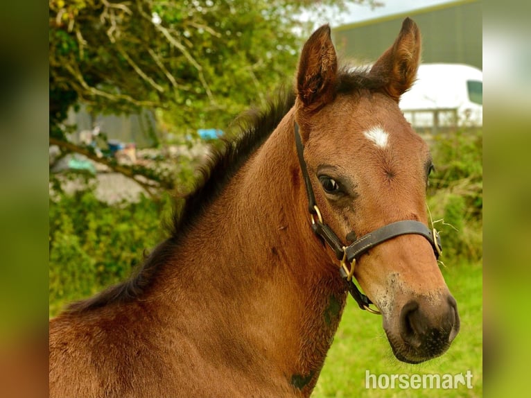 Cheval de sport irlandais Étalon 1 Année 165 cm Bai cerise in Clonakilty