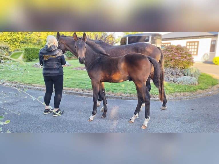 Cheval de sport irlandais Étalon 1 Année 170 cm Bai cerise in Clarecastle, Co. Clare