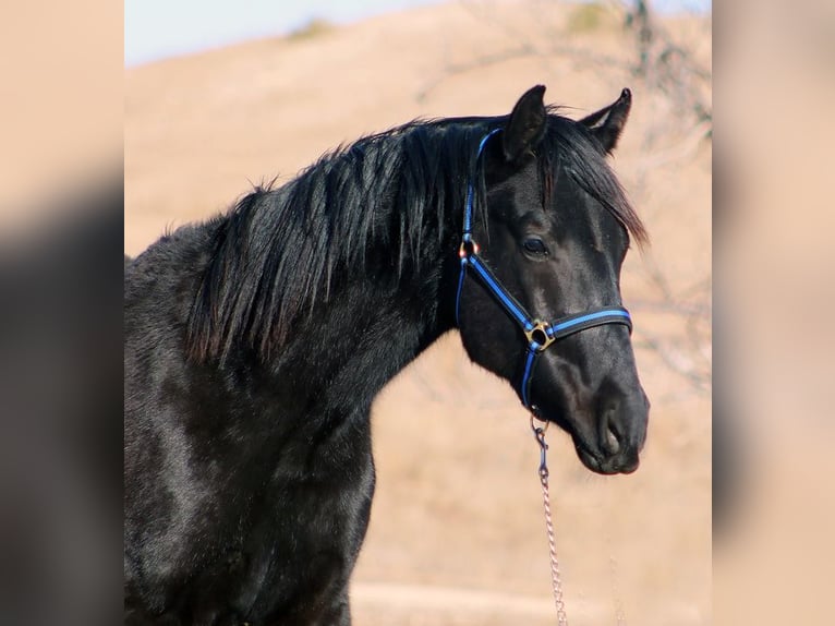 Cheval de sport irlandais Étalon 2 Ans 173 cm Noir in Union Center, SD