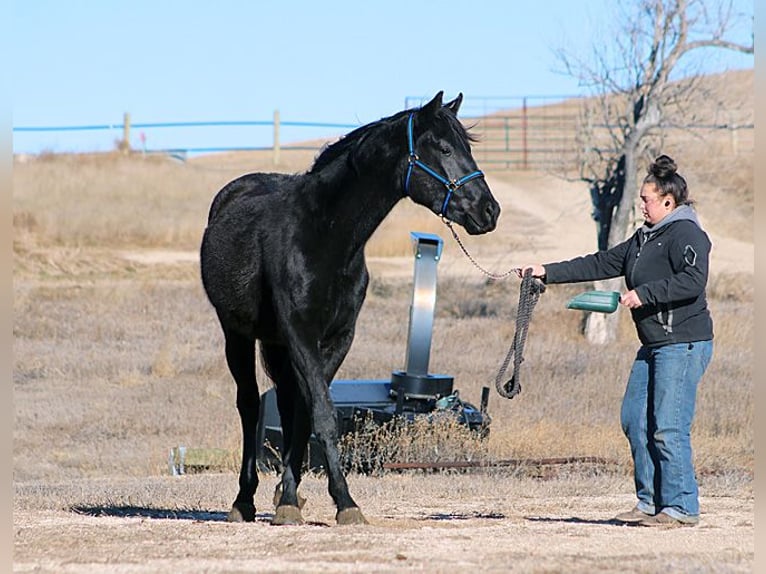 Cheval de sport irlandais Étalon 2 Ans 173 cm Noir in Union Center, SD