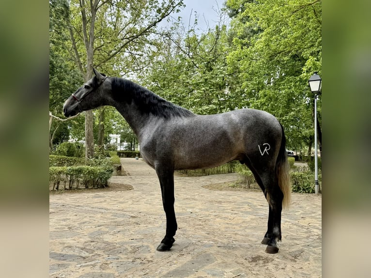 Cheval de sport irlandais Étalon 3 Ans 172 cm Gris in Llerena