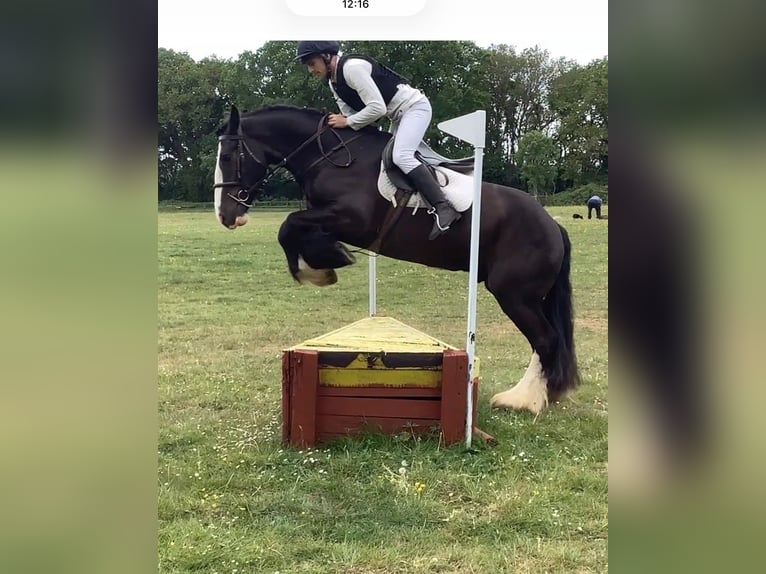 Cheval de sport irlandais Étalon 5 Ans 152 cm  in Alcala De Guadaira