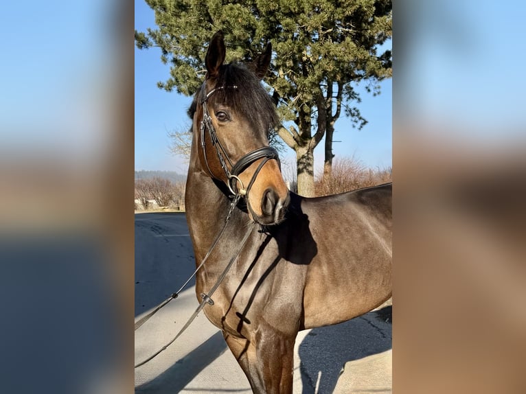 Cheval de sport irlandais Étalon 6 Ans 163 cm Noir in Pelmberg