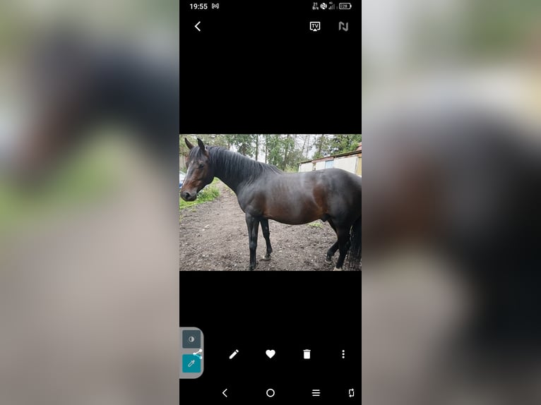 Cheval de sport irlandais Étalon 6 Ans Bai in Legan