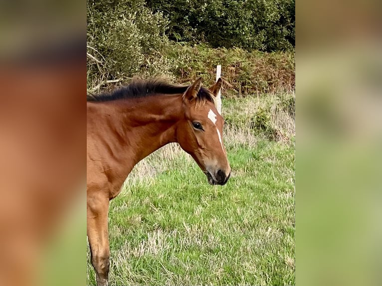 Cheval de sport irlandais Étalon Poulain (05/2026) 100 cm Bai in Carneville