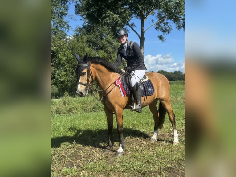 Cheval de sport irlandais Hongre 10 Ans 140 cm Buckskin in Ferwert