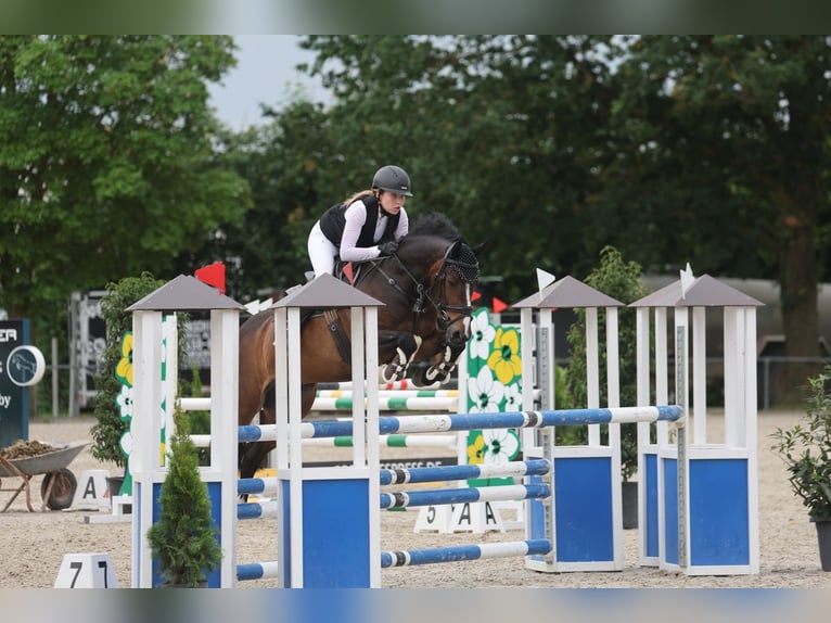 Cheval de sport irlandais Hongre 10 Ans 148 cm Bai in Bad Homburg vor der H&#xF6;he