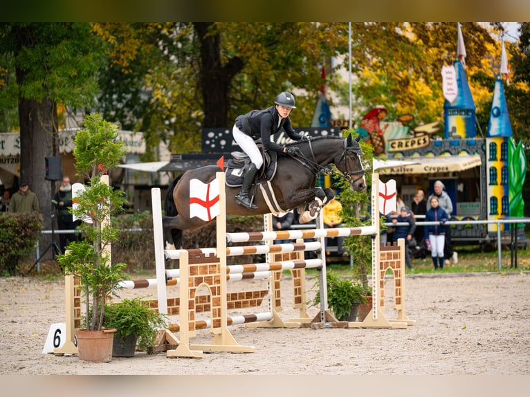 Cheval de sport irlandais Hongre 10 Ans 148 cm Bai in Bad Homburg vor der H&#xF6;he