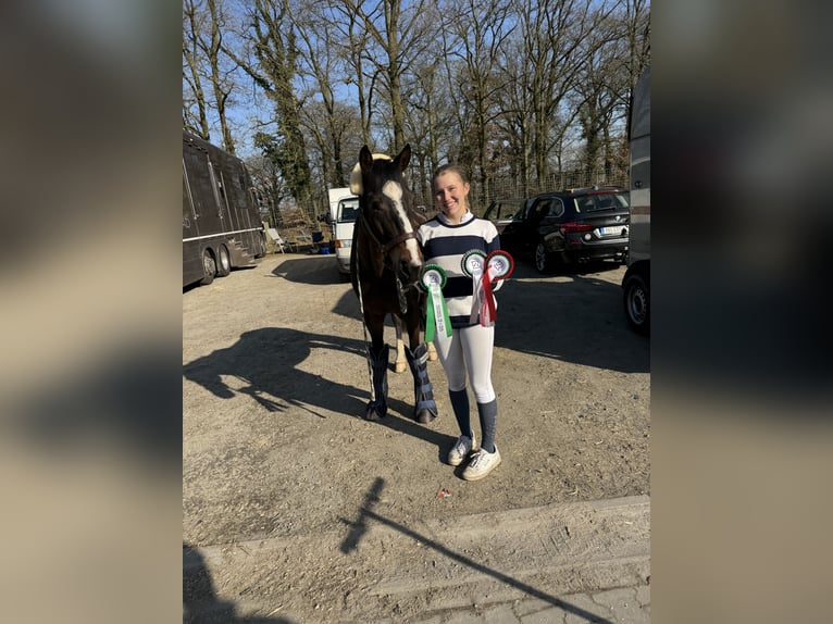 Cheval de sport irlandais Hongre 10 Ans 148 cm Bai in Bad Homburg vor der H&#xF6;he