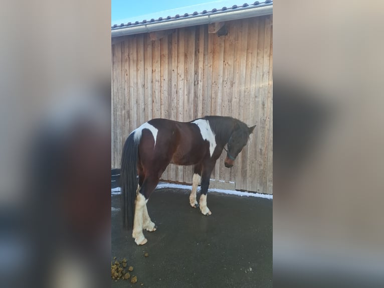Cheval de sport irlandais Hongre 10 Ans 155 cm Pinto in Weiler-Simmerberg