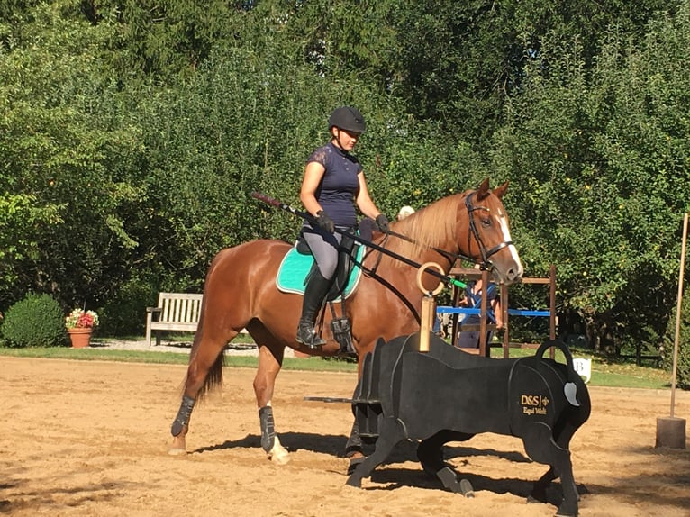 Cheval de sport irlandais Croisé Hongre 10 Ans 158 cm Alezan in Gauting