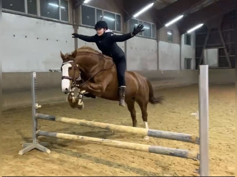 Cheval de sport irlandais Croisé Hongre 10 Ans 158 cm Alezan in Gauting