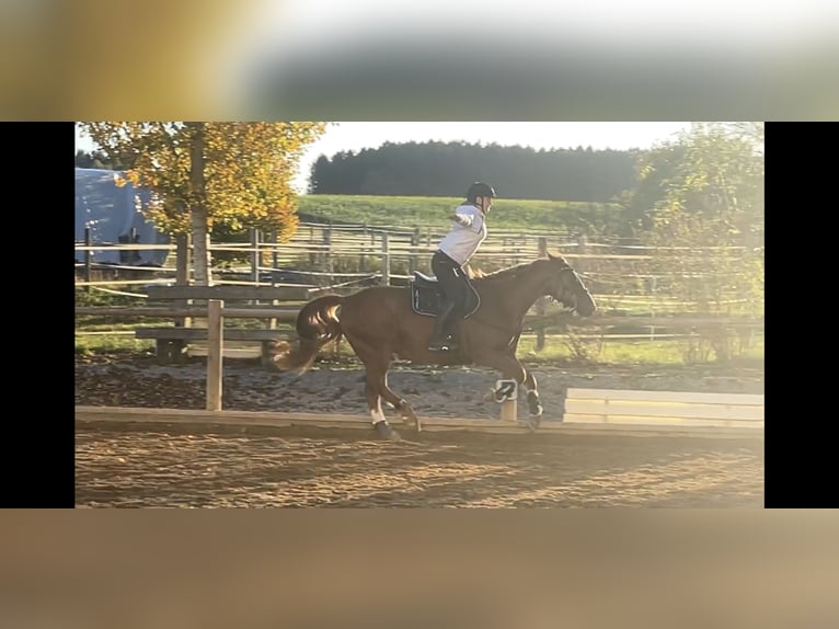 Cheval de sport irlandais Croisé Hongre 10 Ans 158 cm Alezan in Gauting