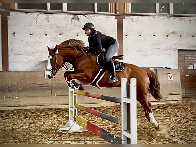 Cheval de sport irlandais Croisé Hongre 10 Ans 158 cm Alezan in Gauting