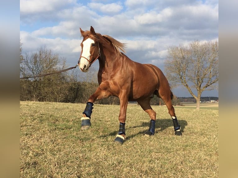 Cheval de sport irlandais Croisé Hongre 10 Ans 158 cm Alezan in Gauting