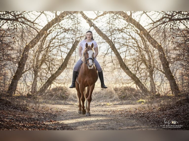 Cheval de sport irlandais Croisé Hongre 10 Ans 158 cm Alezan in Gauting